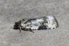Celypha woodiana